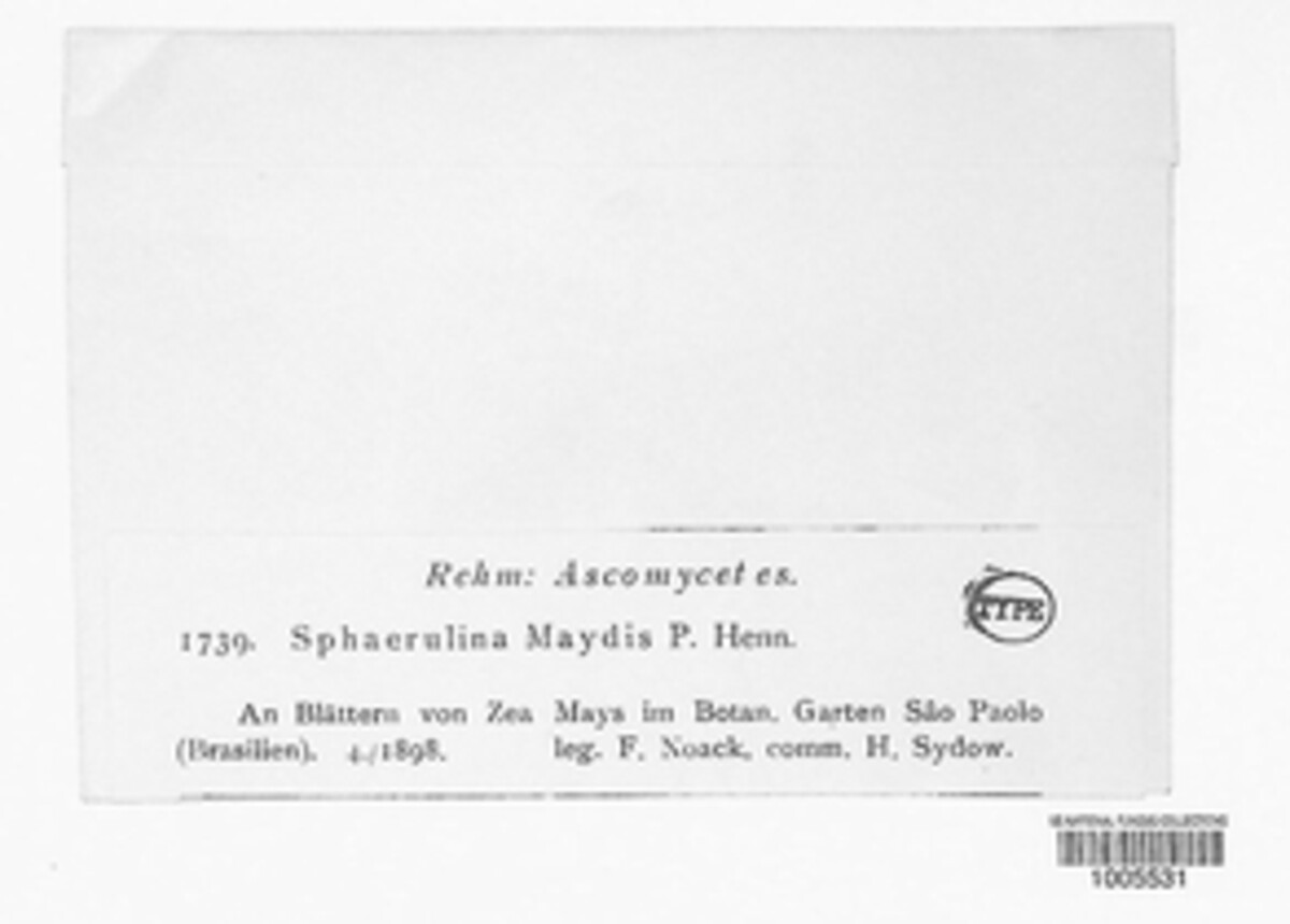 Phaeosphaeria maydis image